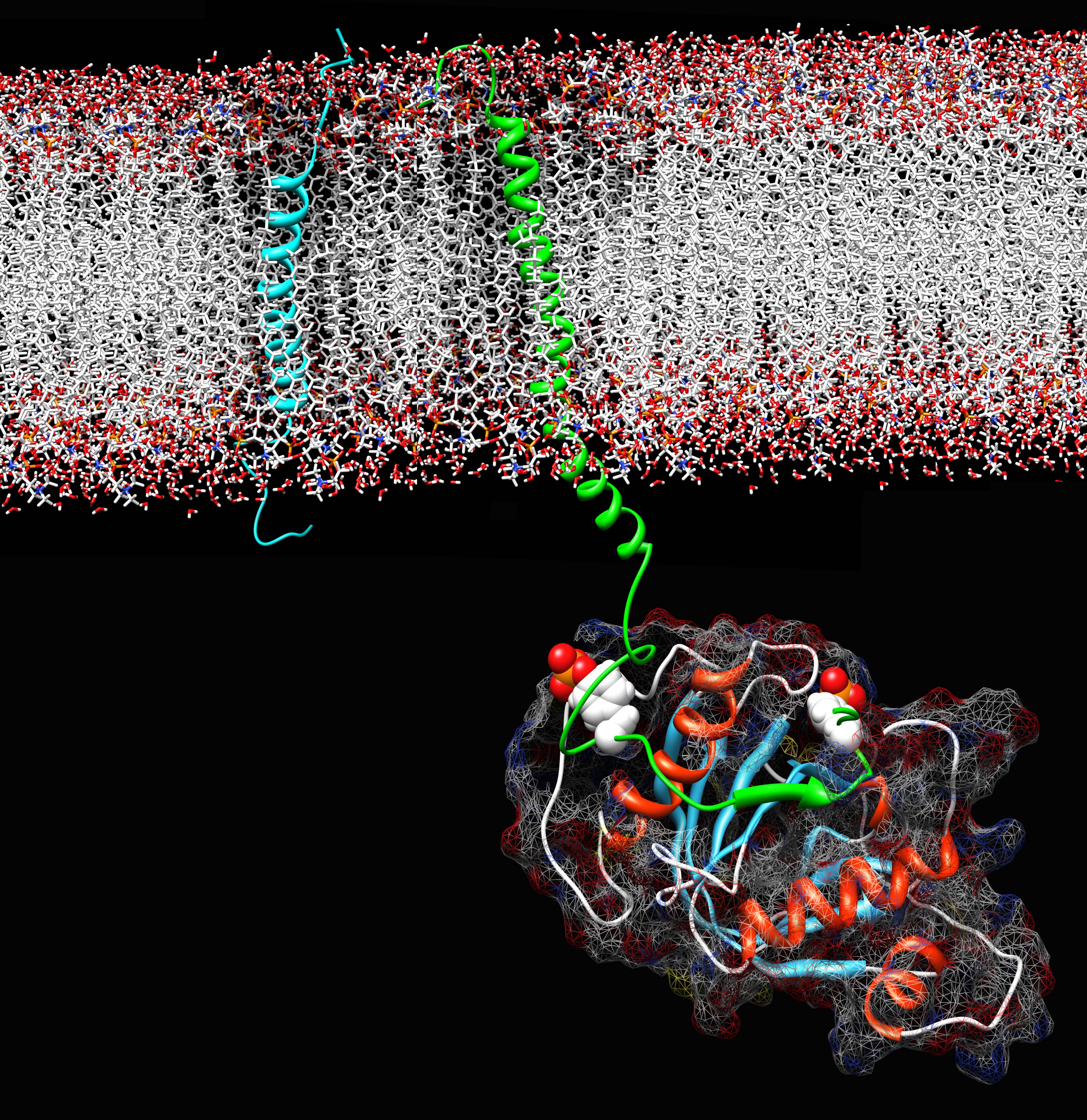 Shc PTB domain at membrane interface